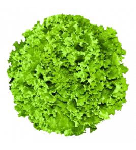 ALFACE CRESPA HIDROPONICO